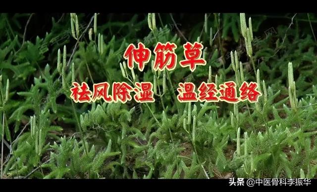 伸筋草的作用，伸筋草能治什么病（治关节痹痛）