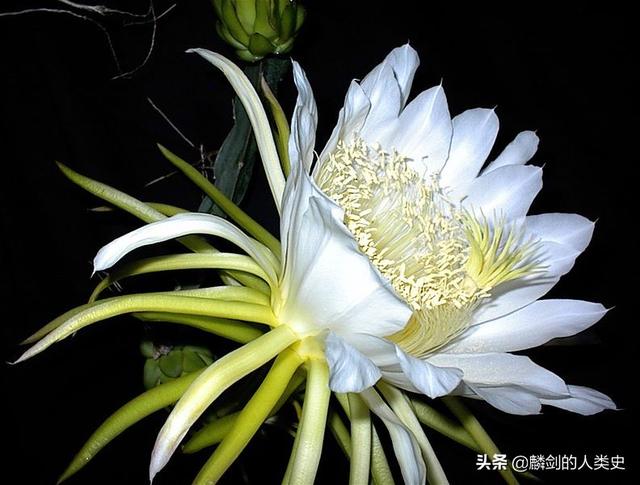 霸王花跟火龙果区别图，如何区分霸王花和火龙果（仙人掌科—仙人球亚科<三>）