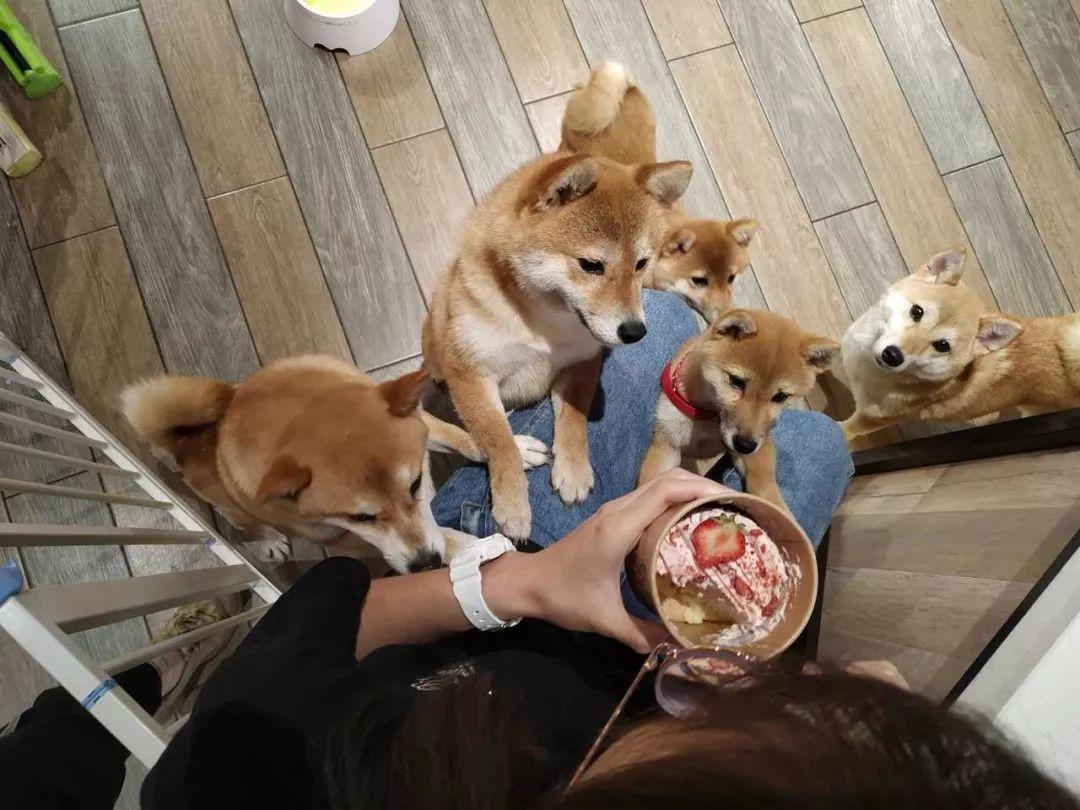 柴犬和柯基(柴犬和柯基的串串)