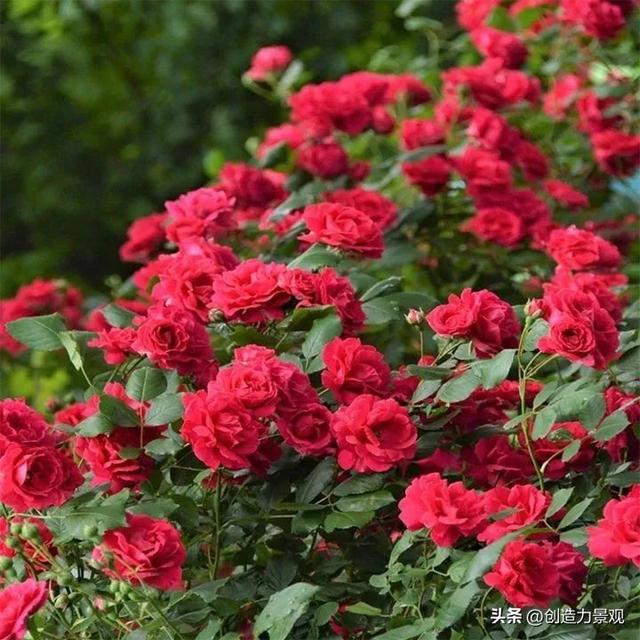 木香花是什么，木香花是什么样子的（美色不逊月季的爬藤植物——木香花）