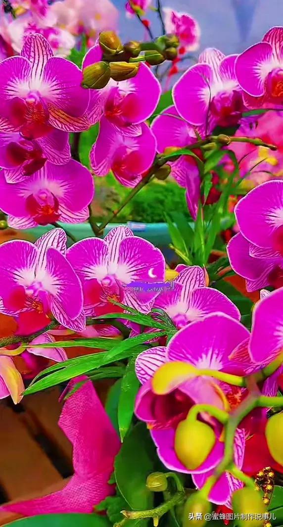 腊梅图片，一花一世界（腊梅图片）