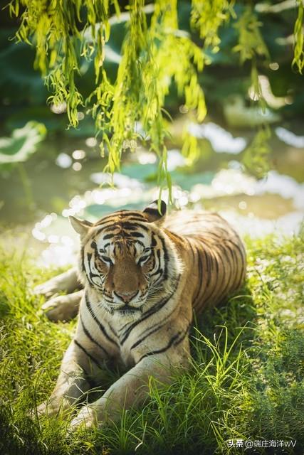 上海最好玩的地方，上海必须去玩的地方有哪些（去上海十个必打卡地）