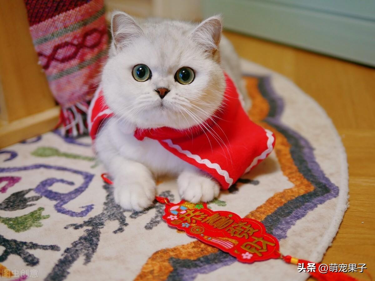 银点猫多少钱一只，银点猫多少钱一只正常价（英短银点猫多少钱一只）