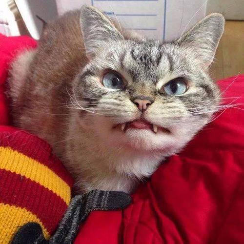 猫的特征和特点，猫的特征和特点描写（5种类型的猫咪“性格分析”）