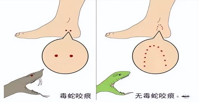 雄黄驱蛇是真的吗，驱蛇用雄黄还是硫磺（江西老人在被窝里摸到蛇）