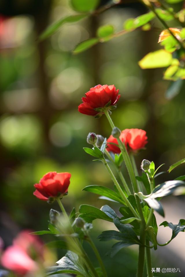 蝴蝶花怎么养，蝴蝶花怎么养 兰花如何浇水（照书养蝴蝶花毛茛）