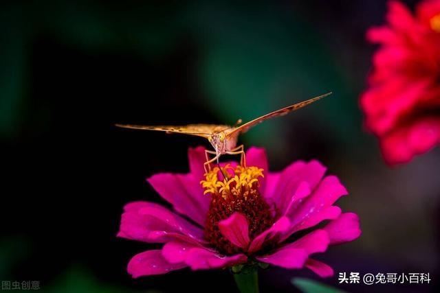 蝴蝶生活习性，蝴蝶王国（蝴蝶的生活环境和特点）