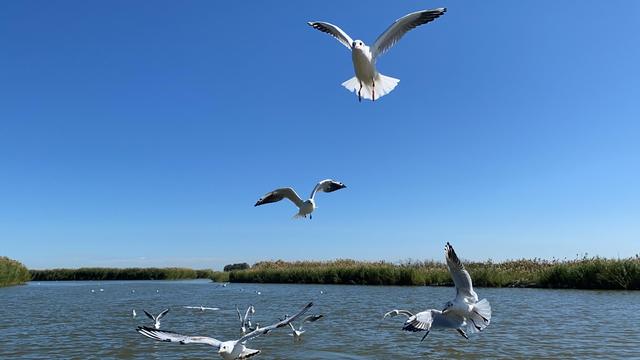 中国十大淡水湖排名，中国超大的淡水湖（中国第八大淡水湖湖水像酱油到清澈）