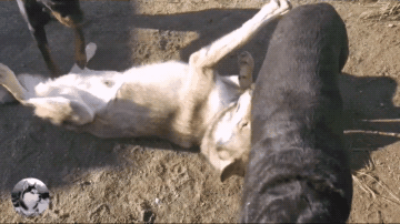 罗威纳犬打架，被称为“犬中四煞”（罗威纳犬打架厉害吗）