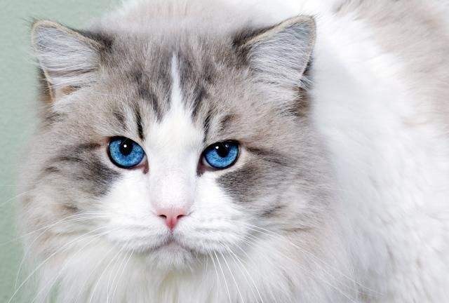 蓝猫多少钱(200元以内的宠物猫)