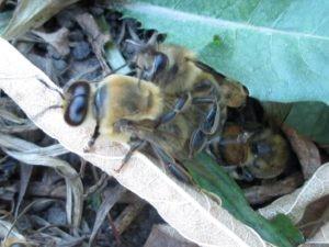 蜜蜂的特点和生活习性，蜜蜂的特点和生活特征（带你了解蜂王、工蜂、雄蜂）