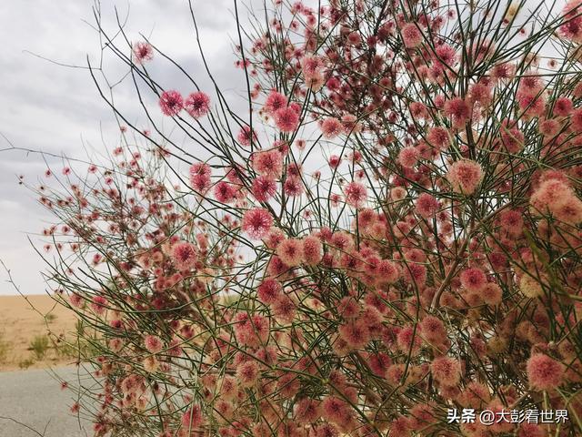 腾格里沙漠攻略，腾格里沙漠旅游攻略（见过腾格里沙漠的一年四季吗）