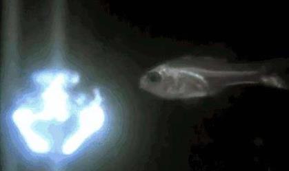 喷火鱼为什么会喷火呢，有会喷火的鱼吗（在水中燃烧的火焰）