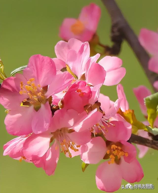 桃的种类及名称有哪些，桃有多少个品种都叫什么名字（一篇文章帮你认识常见春花品种）
