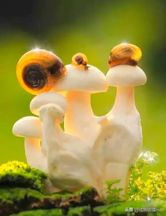 世界上最漂亮的蘑菇，世界上最漂亮的蘑菇是什么（精华总伴日风来。美丽的蘑菇）