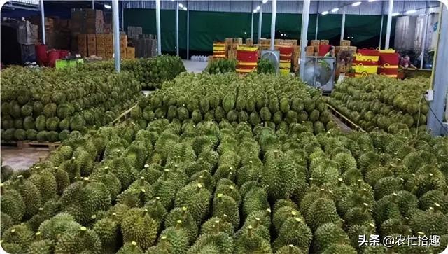 榴莲什么时候最便宜，哪个季节的榴莲最便宜（如今跌至23元一斤）