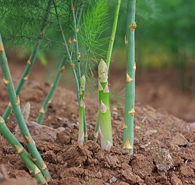 野菜的种类，野菜的种类名称及图片（120种野菜介绍）