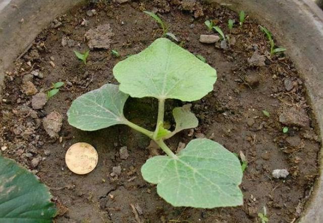 宝葫芦是什么，宝葫芦是什么电影（几个月就能收获“葫芦娃”）