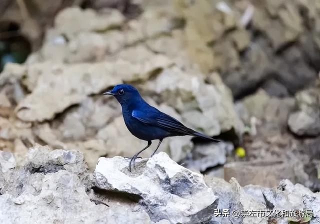 崇左旅游景点大全，崇左市区旅游必去景点有哪些（这份“特种兵式旅游”攻略你还不快收下）