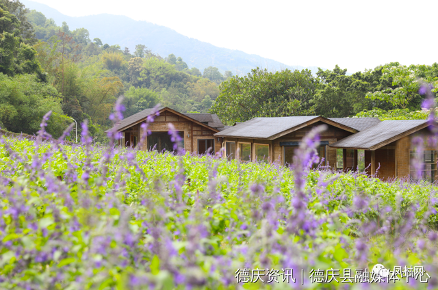 盘龙峡薰衣草花期，观薰衣草花海感受（这里连片薰衣草浪漫绽放）