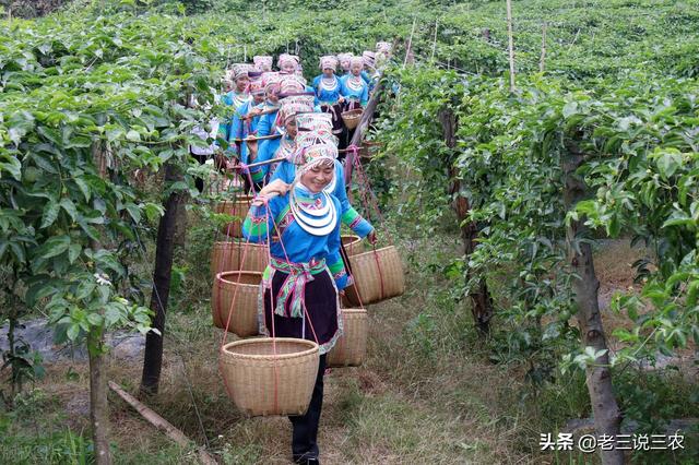 百香果的种植方法，百香果种植时间和方法（教你怎样种百香果树）