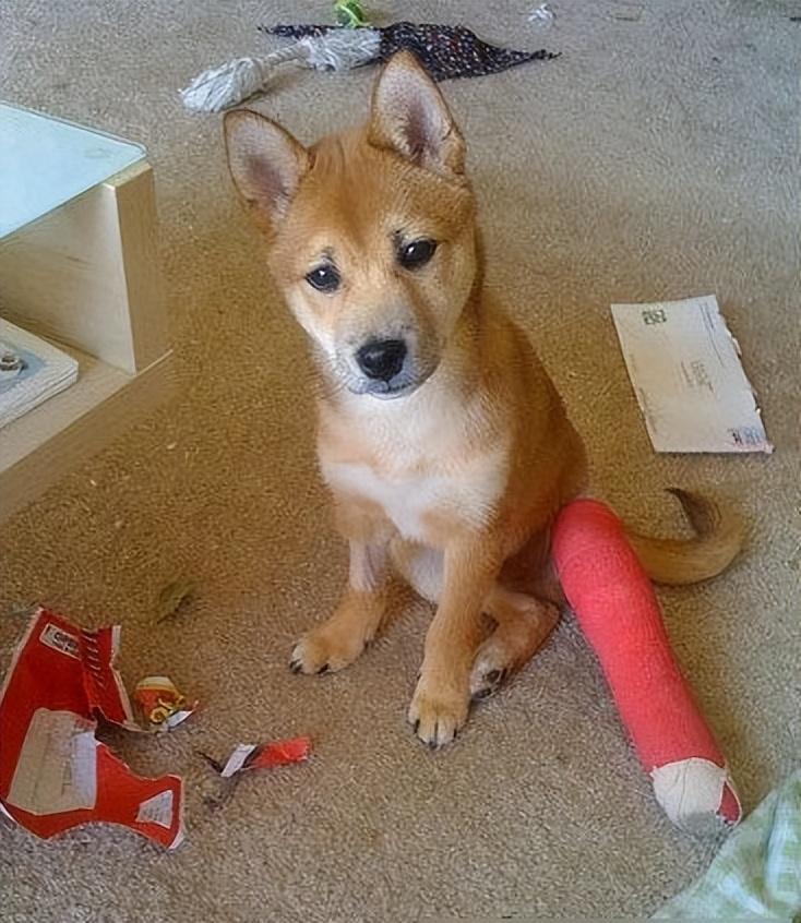 毕业论文致谢词，毕业论文致谢词800字（毕业论文致谢-把所有温柔都留给最想感谢的人）