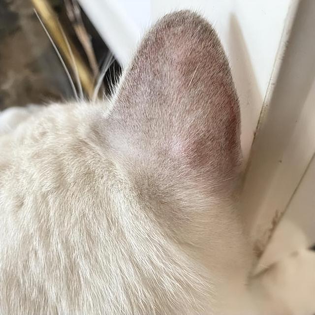 老猫接受新猫前兆，老猫和新来的小猫不合怎么办（猫患癌症前有哪些警告信号）