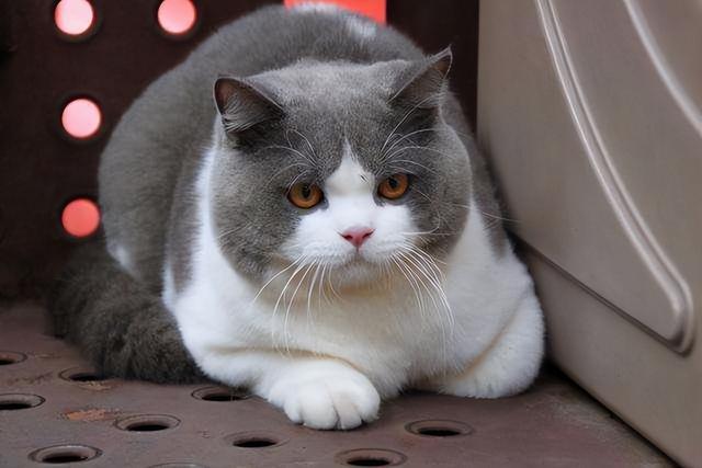 布偶猫和蓝猫各自有什么特点，蓝猫好还是布偶猫好（“英短”和“布偶”哪个好）