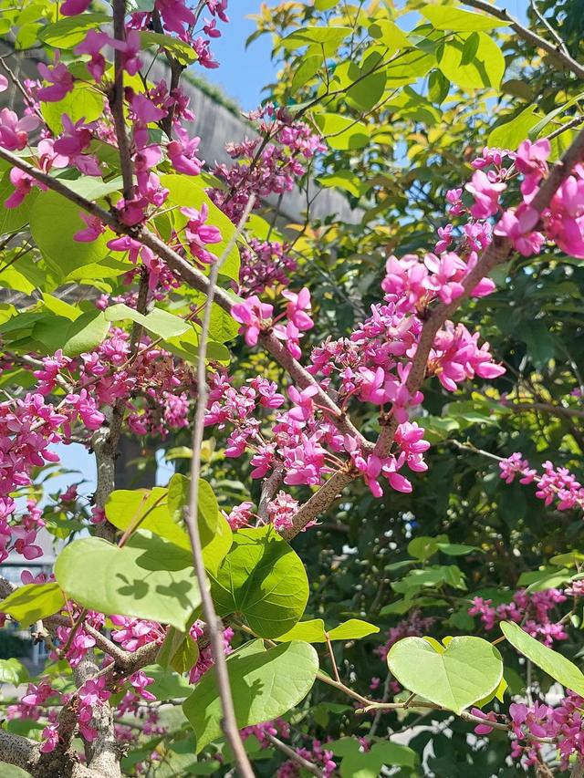 笑颜如花笑靥如花什么意思，笑靥如花什么意思（门当户对的爱情）