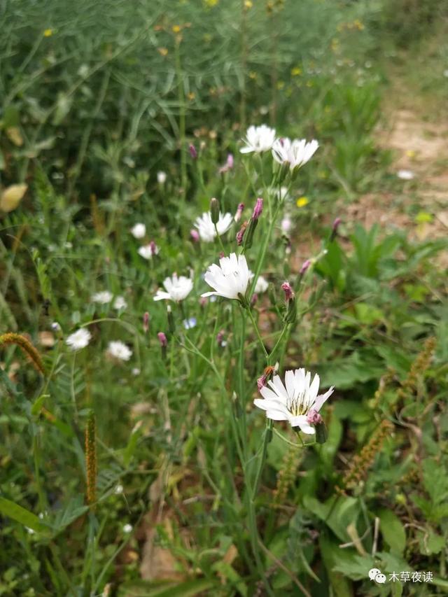 那些四月里开出绚烂花儿的野生植物们，四月有什么花开花
