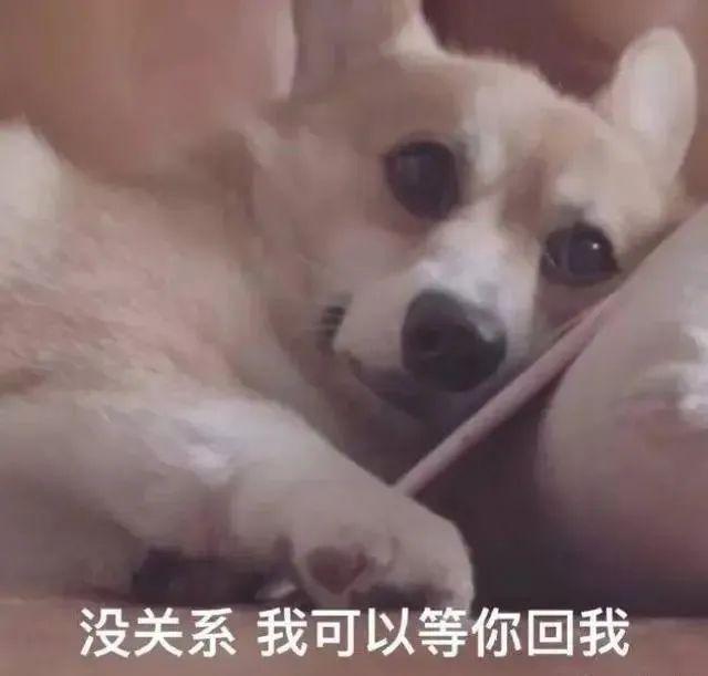 舔狗的最高境界，舔狗的最高境界句子有哪些（做一个舔狗，到底可以有多卑微）