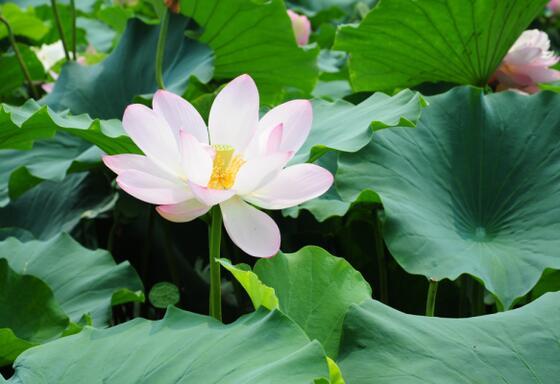 荷花是代表什么精神，荷花是代表什么精神的人（荷花因高洁为贵，人因善良为诚）