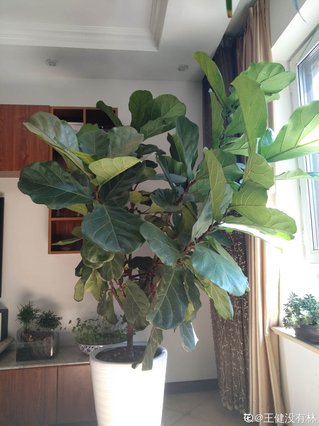 适合卧室养的花，卧室适合养什么花（卧室养4种花）