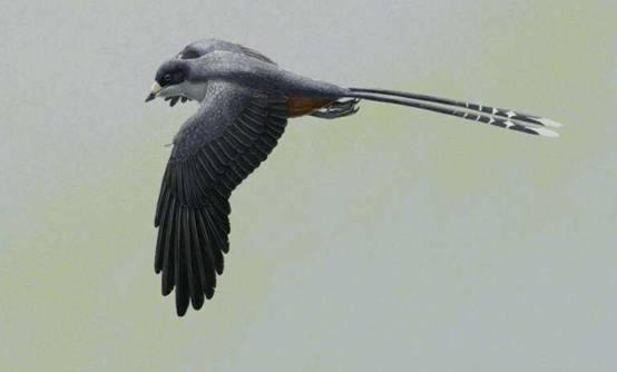 鸡是什么类动物，鸡属于什么类型的动物（智利科学家培育出“恐龙鸡”）