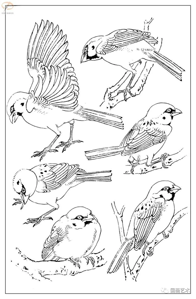 火的简笔画图片，火焰怎么画简笔画图片（画鸟参考——白描麻雀百图）