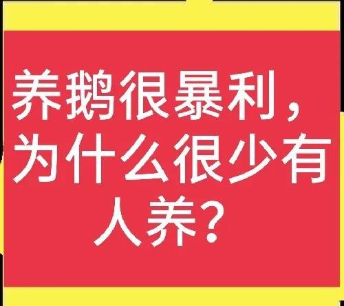 养鹅挣钱为什么没人养，2023年养鹅怎么样