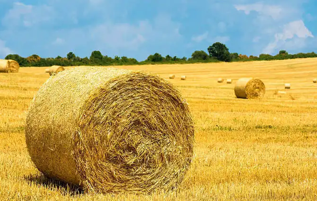 出家当和尚有什么要求，出家需要什么条件（来看下你是否满足遁入空门的条件）