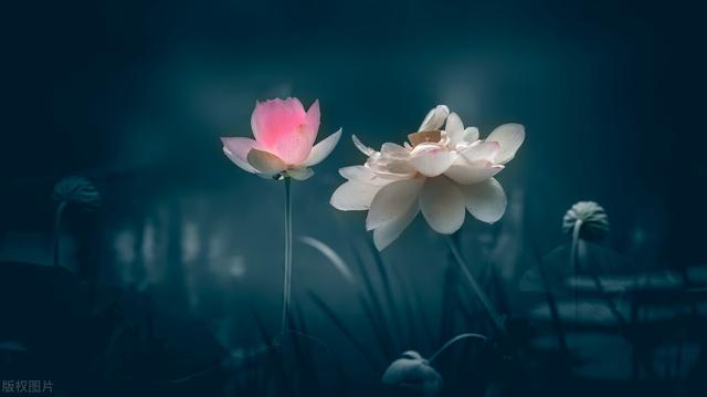 聪明女人的活法，聪明女性为人处世的十大秘诀（女人最好的活法：对外人客气）