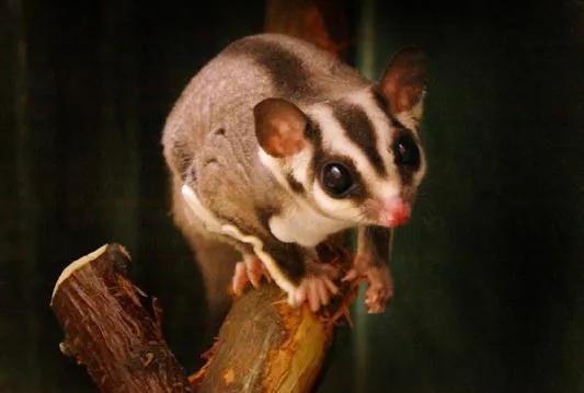 蜜袋鼯，有什么优点和缺点（蜜袋鼯多大成年）