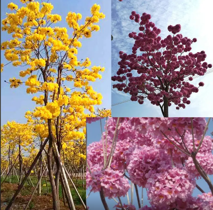 风铃木花象征意义，粉色风铃木花象征意义（你所在的城市哪条街有它的身影）