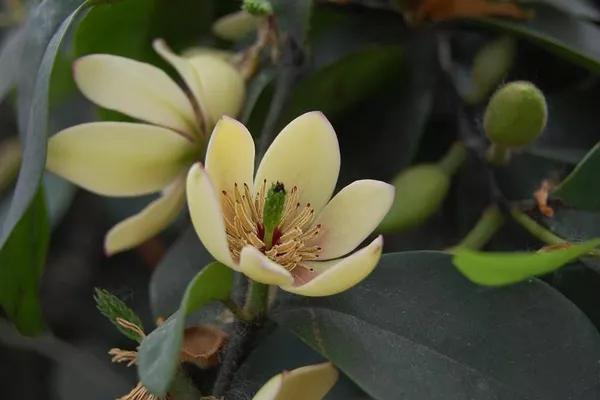 含笑花什么时候开花，分享图片——深山里（含笑花何时开花）