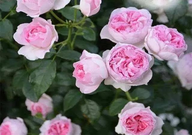 仙度瑞拉月季，仙度瑞拉是哪个公主（分享图片一一一灰姑娘月季）