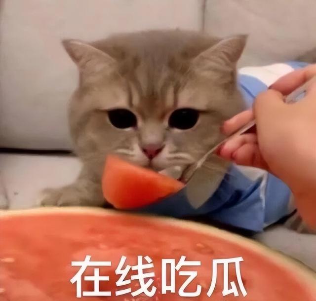 李庚希在哪上大学，李庚希哪个大学毕业的（低情商边程北电第一,李庚希落榜没读大学,艺考后鲜肉小花命运如何）