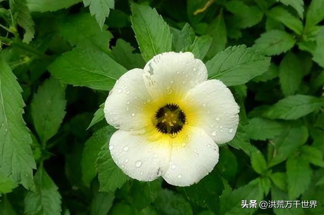 白杜鹃花语，白花杜鹃花语（300种花的寓意和花语）