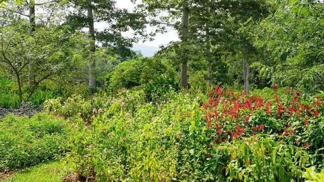 关于爵床科介绍，爵床科的特点（西双版纳植物园亮相了）