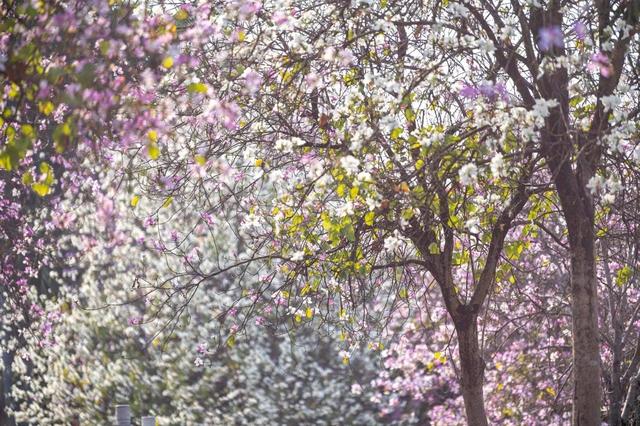 春风不解风情吹动少年的心，春风不解风情吹动少年的心歌词（春风不解风情，吹动了少年的心图片）