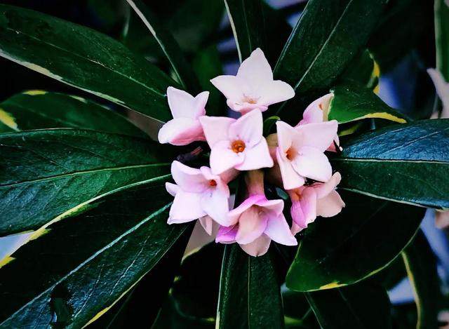 赣州市花是什么花，江西赣州市花是什么花（说说江西省11个地级市的市树、市花）