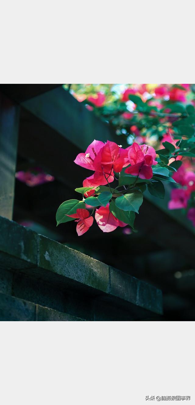 花草图片,一花一世界(花草图片自然风景)