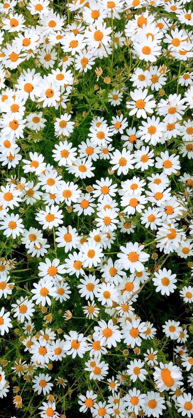 1,小雏菊壁纸‖ 生活如果不宠你,更要善待自己