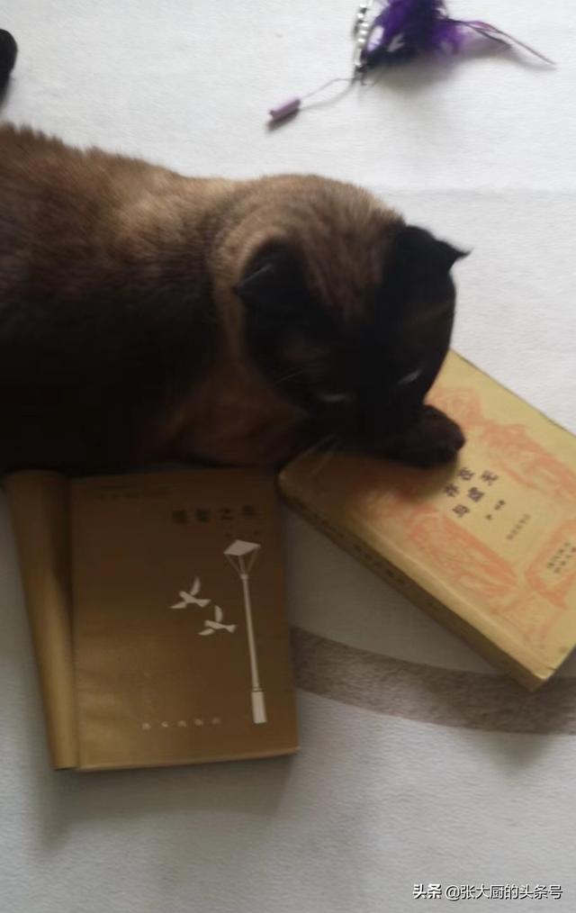 独一无二的猫字女网名，一眼就吸引人的网名（猫想当网红，取个什么名字好）